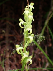 Platanthera devolii