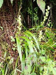 Platanthera devolii