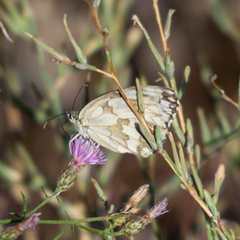 Melanargia lachesis