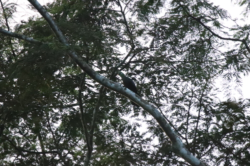 Yellow-billed Turaco (Tauraco macrorhynchus)