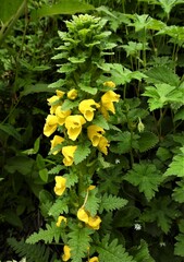 Pedicularis hoffmeisteri