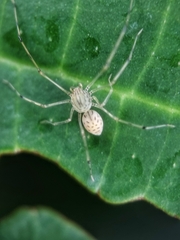 Scytodes pallida
