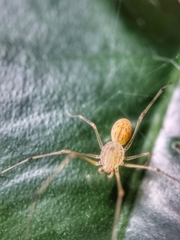 Scytodes pallida