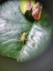 Scytodes pallida