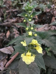 Lindenbergia grandiflora