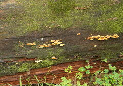 Pseudomerulius curtisii