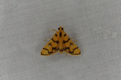 Dichocrocis erixantha