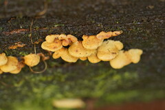 Pseudomerulius curtisii