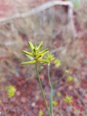 Ptilotus gaudichaudii