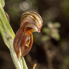 Pterostylis sanguinea