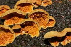 Pseudomerulius curtisii