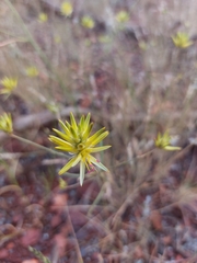 Ptilotus gaudichaudii