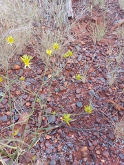 Ptilotus gaudichaudii