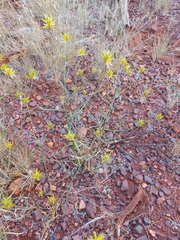 Ptilotus gaudichaudii