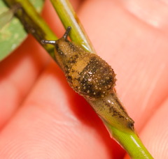 Megaustenia imperator