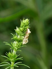 Cochylimorpha straminea