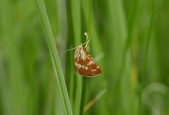 Epascestria pustulalis
