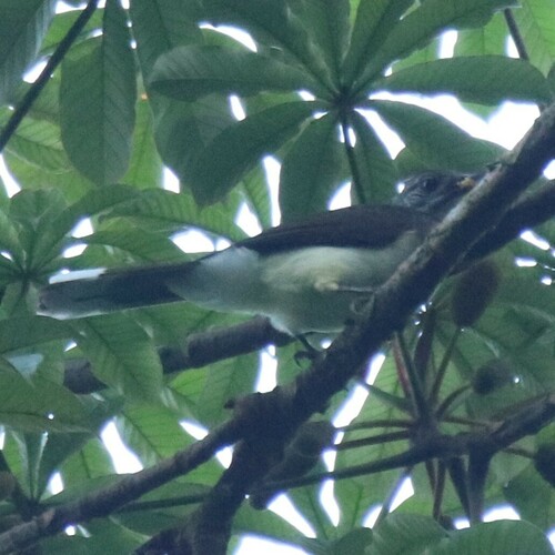 Swamp Palm Bulbul (Thescelocichla leucopleura), photo 1