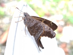 Thorybes dorantes dorantes