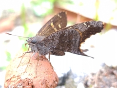 Thorybes dorantes dorantes