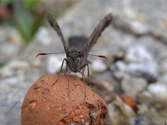 Thorybes dorantes dorantes