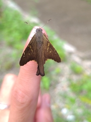 Thorybes dorantes dorantes