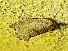 Glyphidoptera polymita