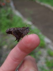 Thorybes dorantes dorantes