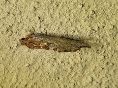 Glyphidoptera polymita