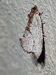 Glyphidoptera polymita