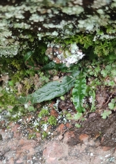 Asplenium ruprechtii