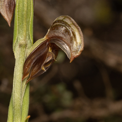 Pterostylis sanguinea