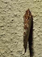 Glyphidoptera polymita