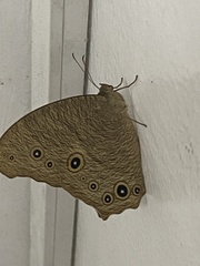 Melanitis leda