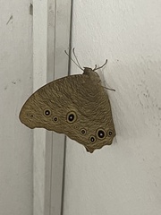 Melanitis leda