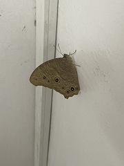 Melanitis leda