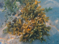Montipora digitata