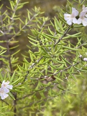 Westringia eremicola