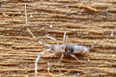 Paronellides