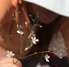 Nemacladus orientalis