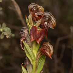 Pterostylis sanguinea
