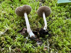 Inocybe zethi
