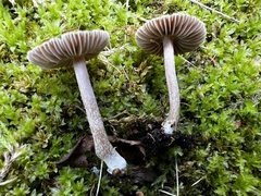Inocybe zethi