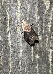 Acrobasis palliolella