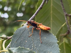 Callajoppa cirrogaster