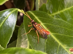Callajoppa cirrogaster