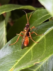 Callajoppa cirrogaster