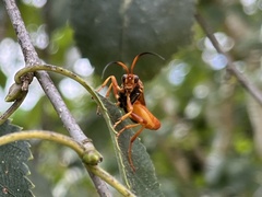 Callajoppa cirrogaster