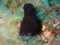 Phallusia fumigata