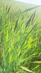 Phragmites australis
